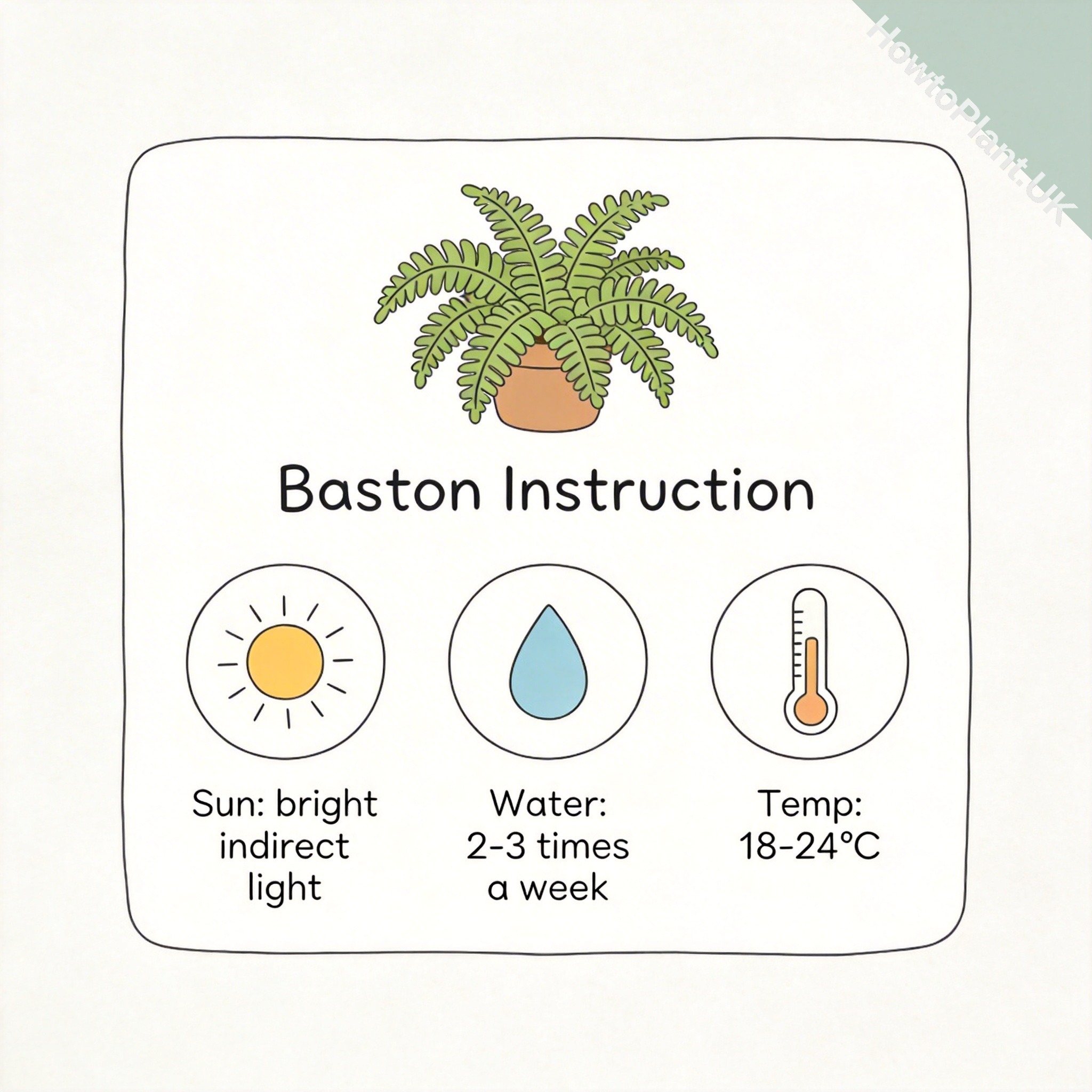 Boston Fern care instruction card