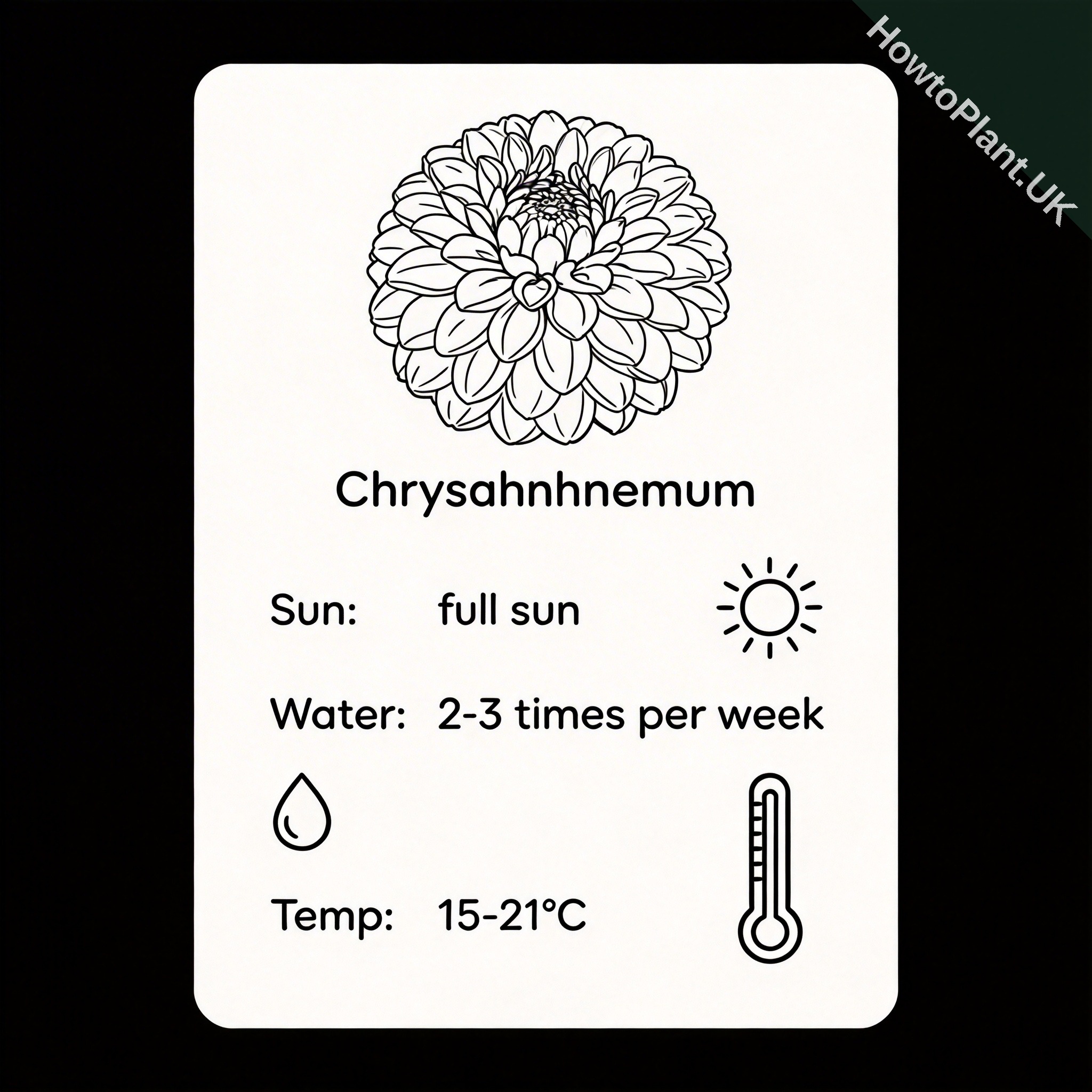 Chrysanthemum care instruction card
