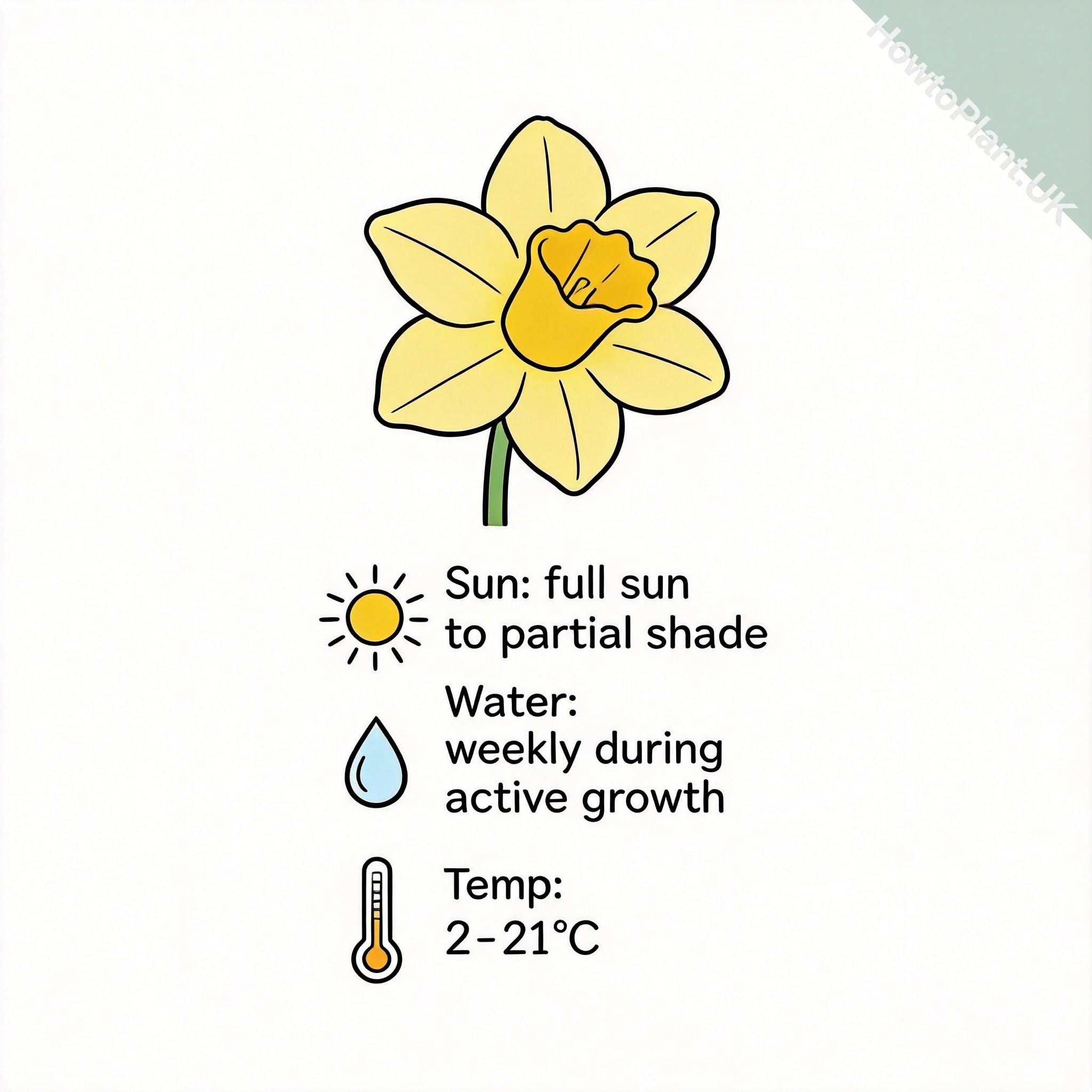 Daffodil care instruction card