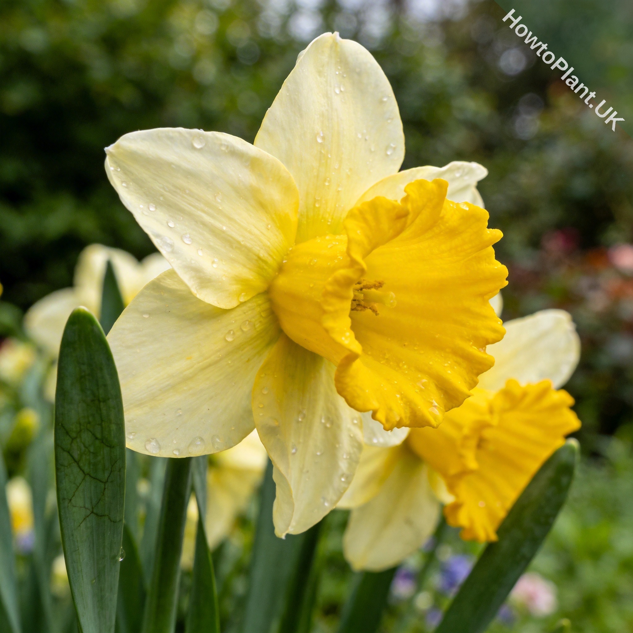 Daffodil in a natural garden setting