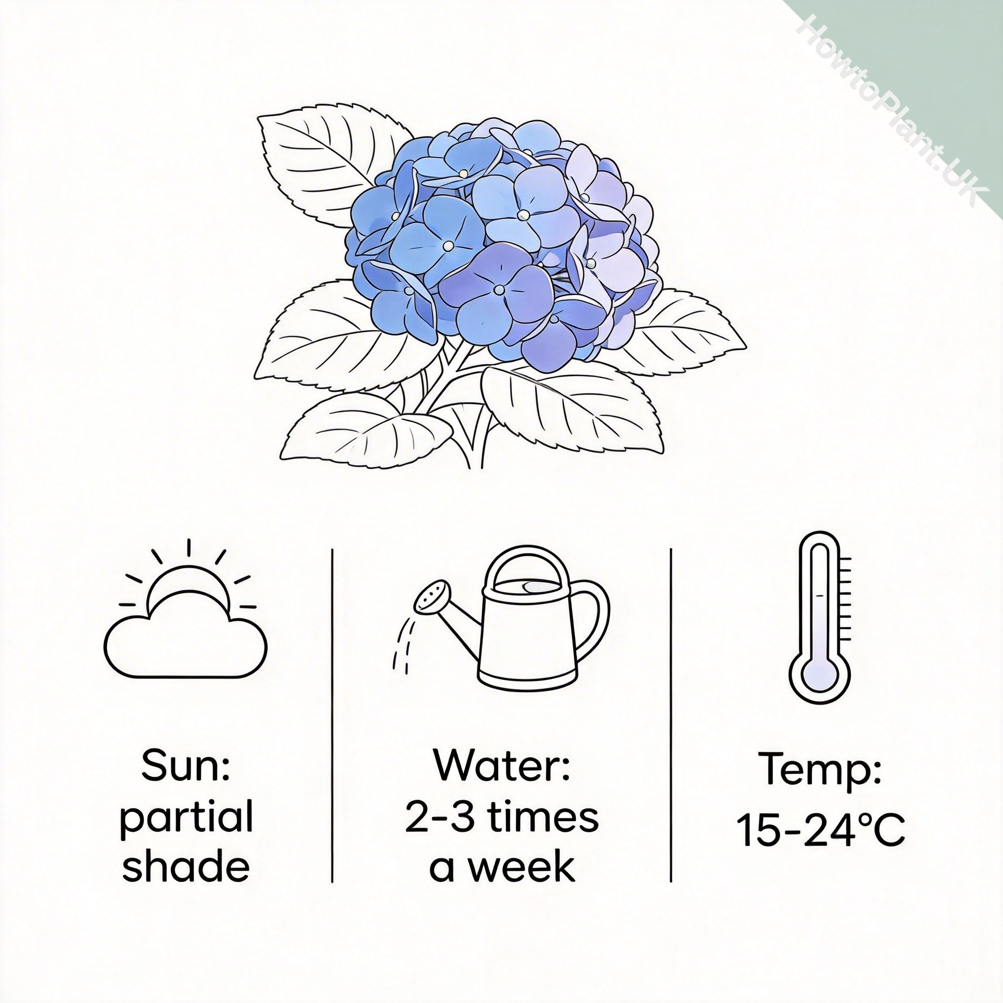 Hydrangea care instruction card