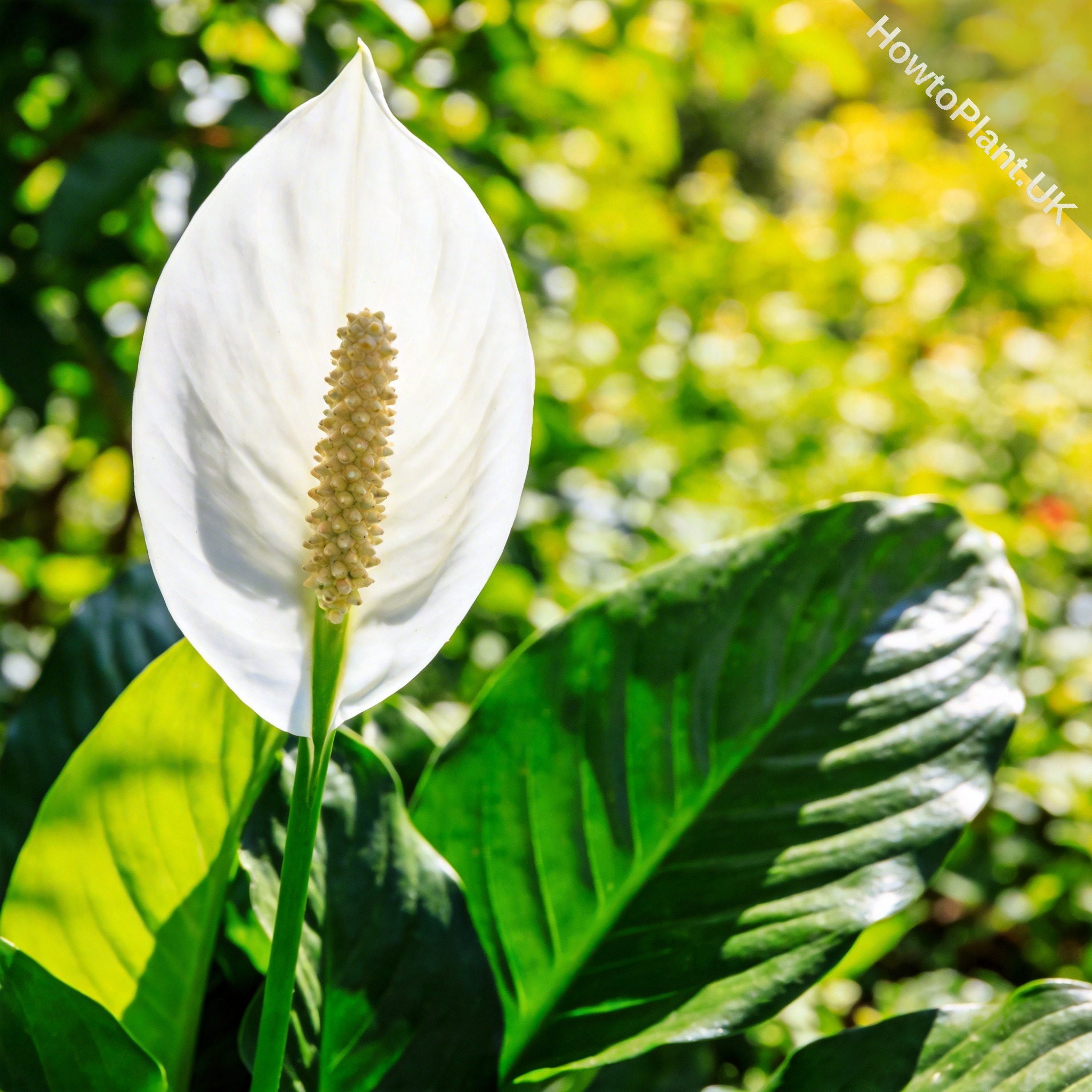Peace Lily in a natural garden setting