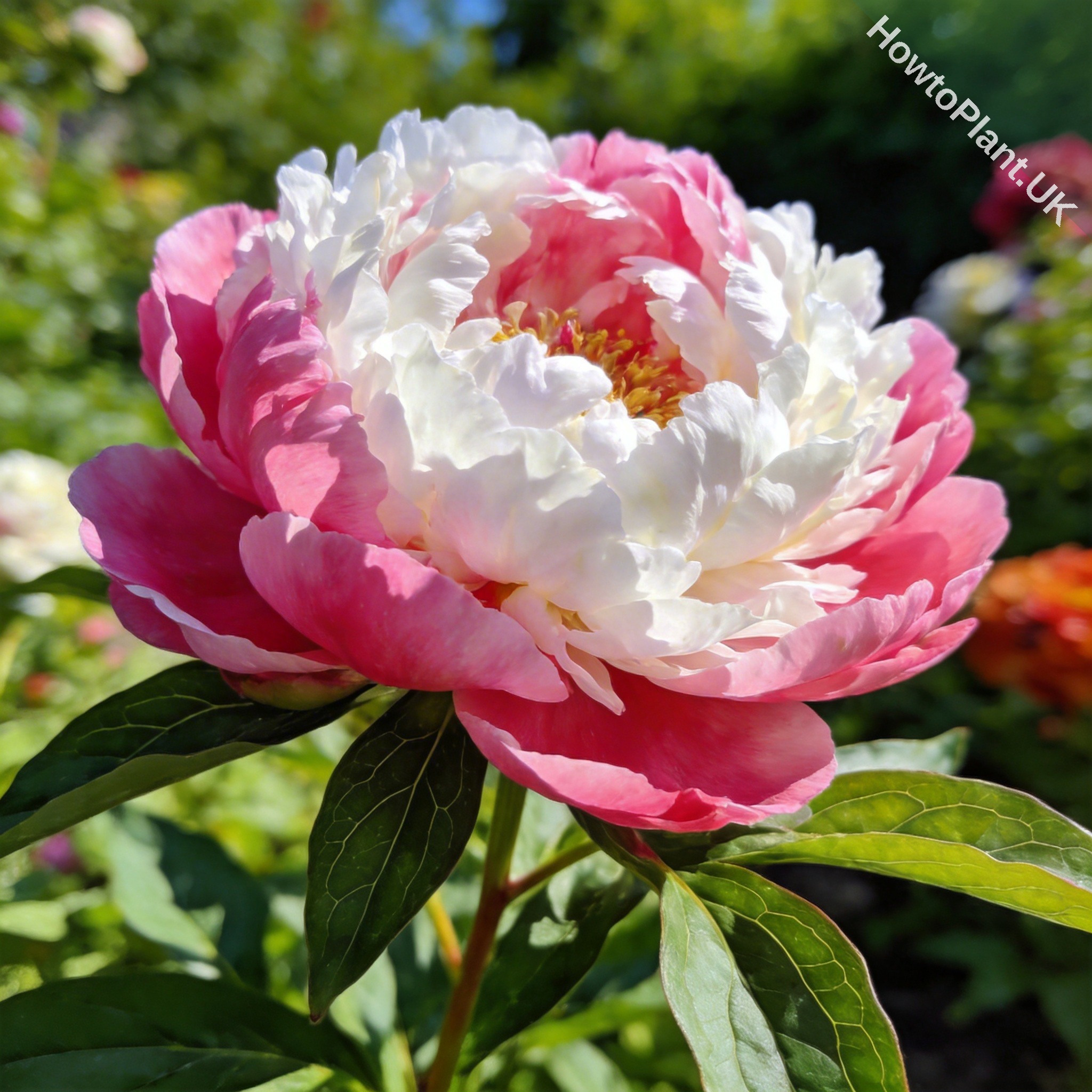 Peony in a natural garden setting