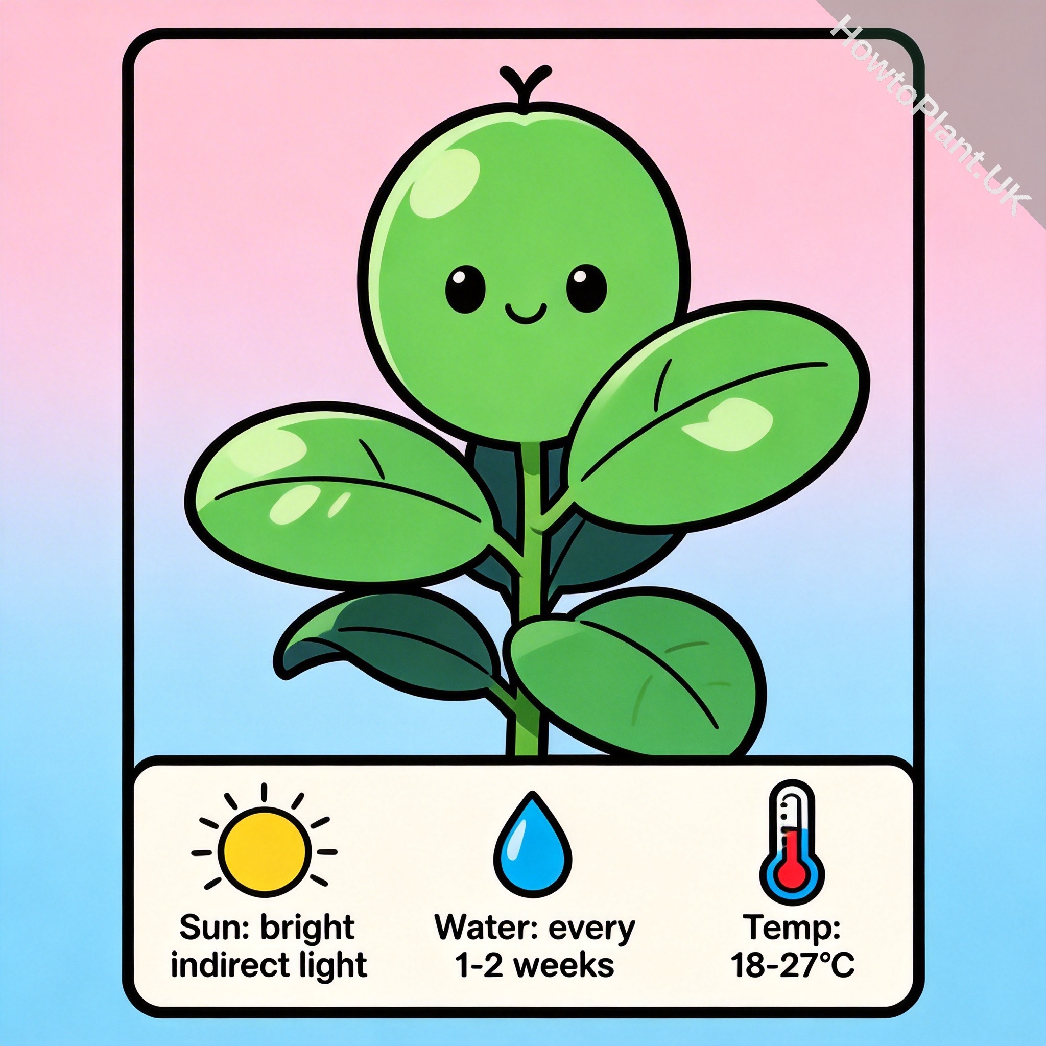 Rubber Plant care instruction card