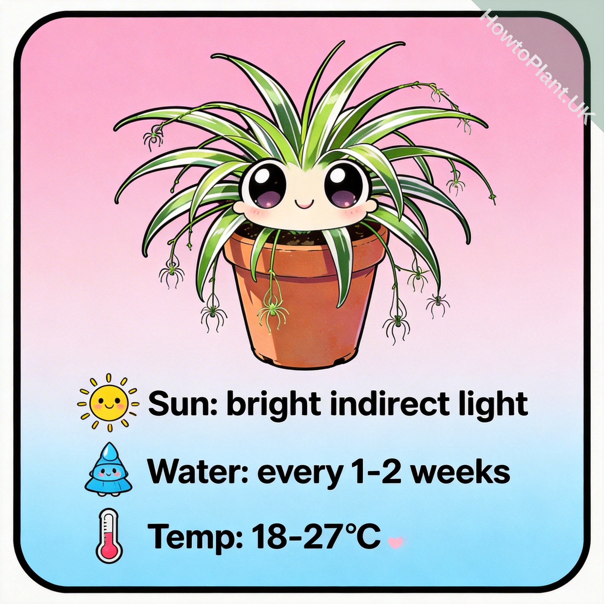 Spider Plant care instruction card