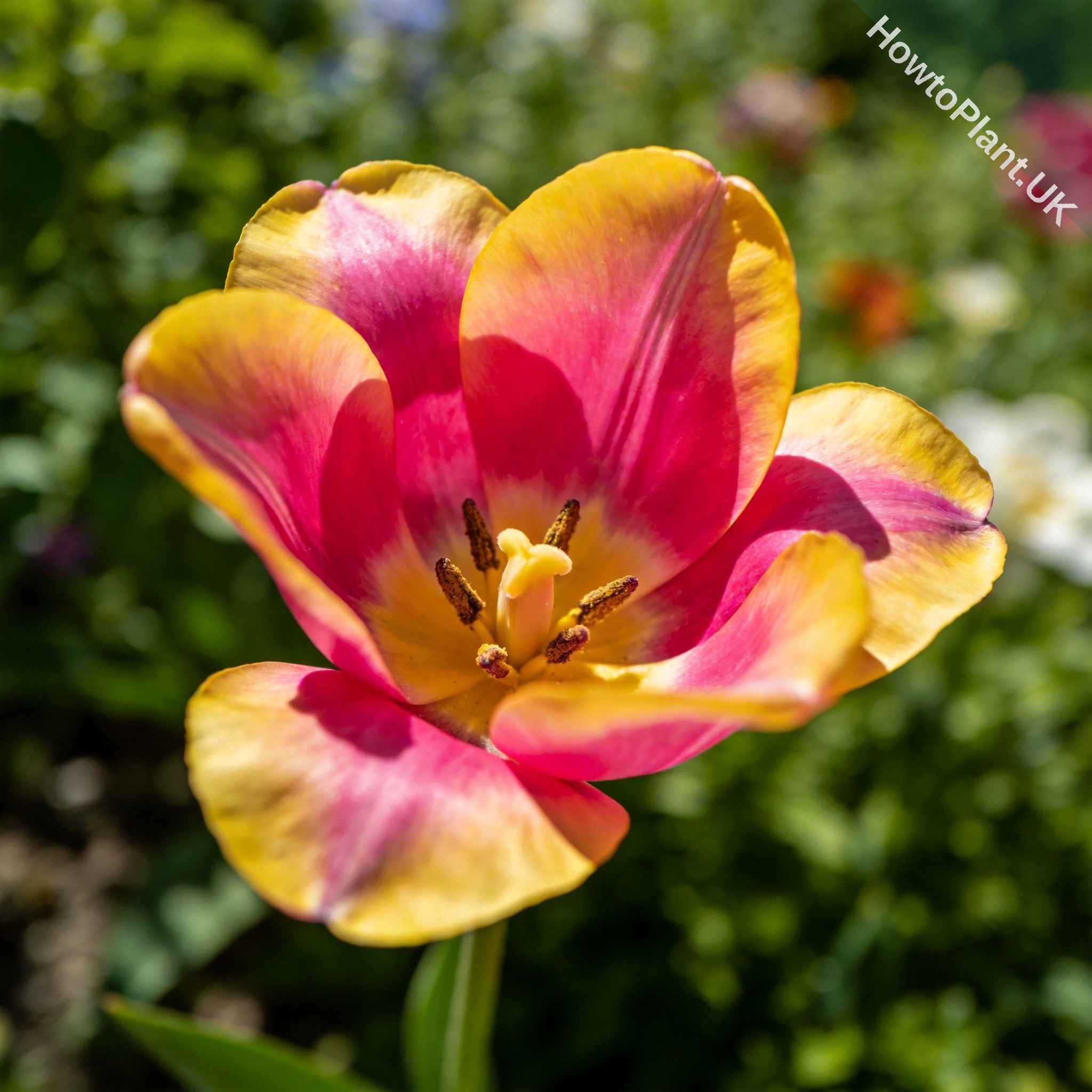 Tulip in a natural garden setting